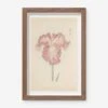 Vintage Japanese Iris No. 18 Wall Art By Miyoshi Manabu