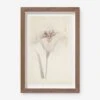 Vintage Japanese Iris No. 33 Wall Art By Miyoshi Manabu -Lulu Andgeorgia Shop AFLWR 33 7.5X12.25