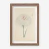 Vintage Japanese Iris No. 35 Wall Art By Miyoshi Manabu