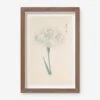 Vintage Japanese Iris No. 44 Wall Art By Miyoshi Manabu -Lulu Andgeorgia Shop AFLWR 44 7.5X12.25