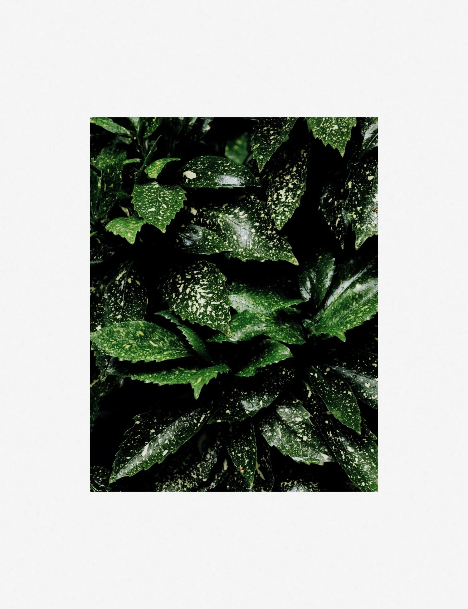 Still Life 7 Photography Print By Ashley Johnson 6 Still Life 7 Photography Print By Ashley Johnson - Image 6