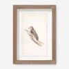 Vintage Bird Watercolor No. 00 Wall Art By Visual Contrast -Lulu Andgeorgia Shop BIRDWC 00 5x8 948c506c a2fb 4dfd bf7e eae0e50c4840