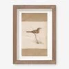 Vintage Bird Watercolor No. 61 Wall Art By Visual Contrast -Lulu Andgeorgia Shop BIRDWC 61 5x8 25260861 ce21 4330 a70d 63b4a7d1d493