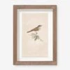 Vintage Bird Watercolor No. 68 Wall Art By Visual Contrast