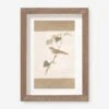 Vintage Bird Watercolor No. 70 Wall Art By Visual Contrast -Lulu Andgeorgia Shop BIRDWC 70 5x8 0457a47f 0c1f 4c95 880d 3e9b50a2063c