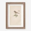 Vintage Bird Watercolor No. 78 Wall Art By Visual Contrast 3 Vintage Bird Watercolor No. 78 Wall Art By Visual Contrast -Lulu Andgeorgia Shop BIRDWC 78 5x8 85325f0e 3aef 4064 bf62 f7045035a1d8