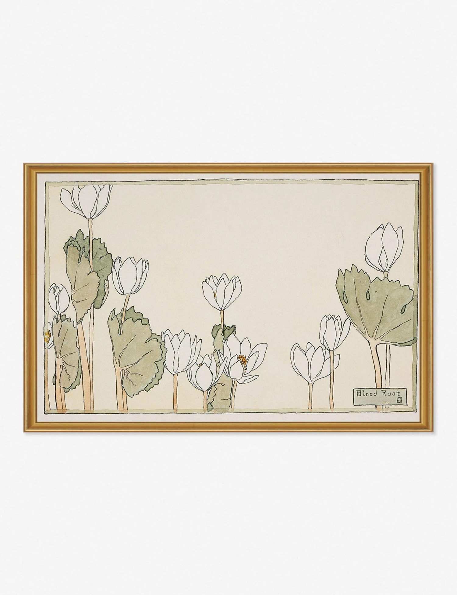 Blood Root Print By Hannah Borger Overbeck 1 Blood Root Print By Hannah Borger Overbeck