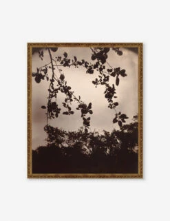 Branche De Pommier Print By Eugène Atget