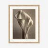 Sepia Flowers Wall Art -Lulu Andgeorgia Shop LULU 21 0049 1