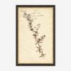 Herbarium F Wall Art -Lulu Andgeorgia Shop LULU 23 0066F
