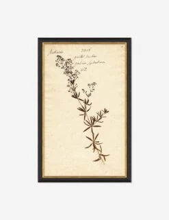 Herbarium F Wall Art