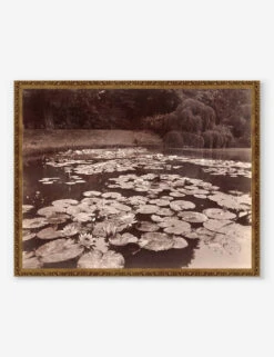 Nymphéas (Bagatelle) Print By Eugène Atget
