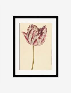 Red And White Tulip Print -Lulu Andgeorgia Shop RedandWhiteTulipBlackMatted