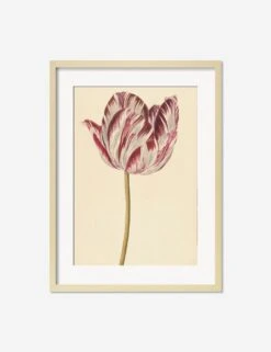 Red And White Tulip Print -Lulu Andgeorgia Shop RedandWhiteTulipNaturalMatted