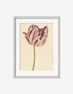 Red And White Tulip Print -Lulu Andgeorgia Shop RedandWhiteTulipSilverMatted