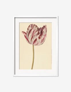 Red And White Tulip Print -Lulu Andgeorgia Shop RedandWhiteTulipWhiteMatted