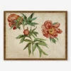 Studies Of Peonies Wall Art By Martin Schongauer