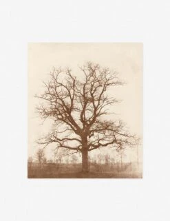 Oak Tree Print By William Henry Fox Talbot -Lulu Andgeorgia Shop oakTreeunframed