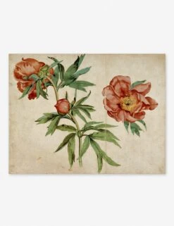 Studies Of Peonies Wall Art By Martin Schongauer -Lulu Andgeorgia Shop studies of peonies